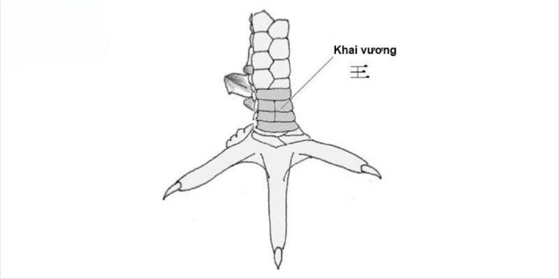 Vảy gà huyền trâm là gì - Khám phá bí mật độc đáo của giống gà quý hiếm