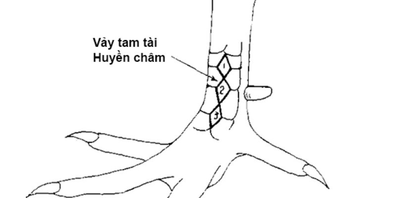 Vảy gà tam tài là gì - Khám phá bí ẩn trong thế giới gà chọi