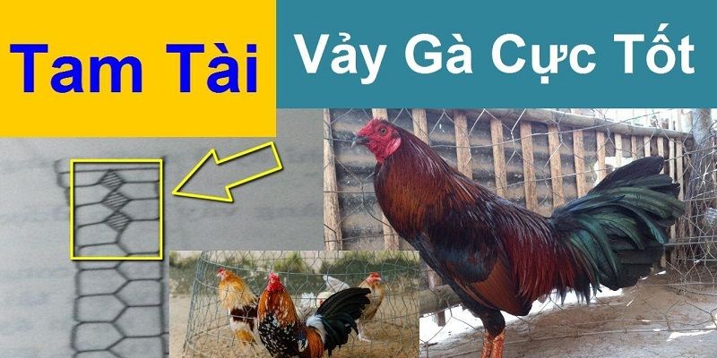 Vảy gà tam tài là gì - Khám phá bí ẩn trong thế giới gà chọi