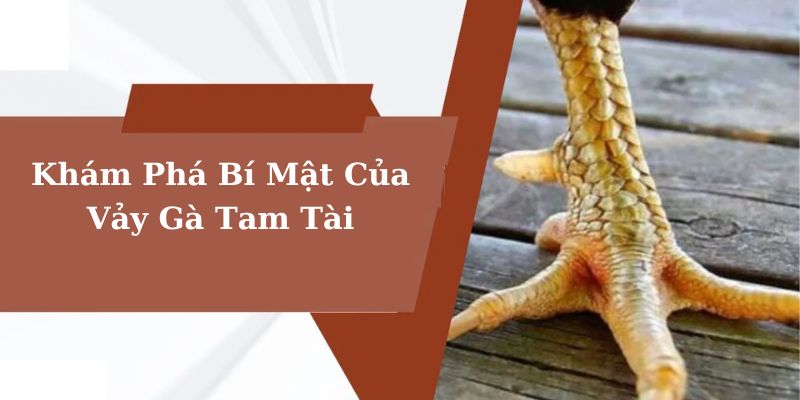 Vảy gà tam tài là gì - Khám phá bí ẩn trong thế giới gà chọi