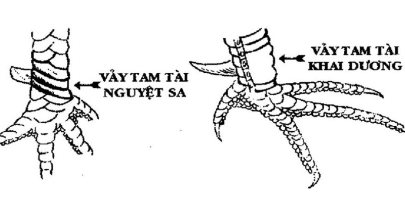 Vảy gà tam tài là gì - Khám phá bí ẩn trong thế giới gà chọi